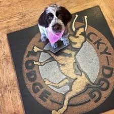 Lucky dog small breed rescue is a dog rescue that specializes in small breed dogs. Introduction Lucky Dog Lodge Okc 405 848 5733