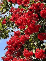 Image result for Lagerstroemia indica