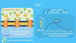 Lloyd, john eccles and rodolfo llinás in the 1950s and 1960s. Epsp Und Ipsp Einfach Erklart Bedeutung Mit Video
