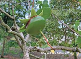 Image result for Sonneratia