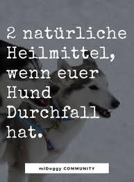 2 Naturliche Superwaffen Gegen Durchfall Mit Bildern Hunde Korpersprache Durchfall Hund Hund Hat Durchfall