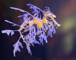 Birch Aquarium At Scripps Institution Of Oceanography 2300 Expedition Way La Jolla Ca 92037 A Beautiful And Delicate Looking Seadragon At Birch Aquarium In San Diego Sea Dragon Leafy Sea Dragon Beautiful Sea Creatures
