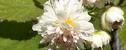 Image result for Sparrmannia ricinocarpa