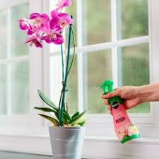 I water when i see the soil is dry, now that it is fall i will start watering it less. 180 Best Christmas Cactus Plant Ideas Christmas Cactus Plant Plants Christmas Cactus