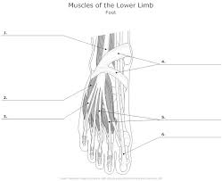 Muscle Blank Drawing Heart Diagram Wristband Template Simple Heart Diagram