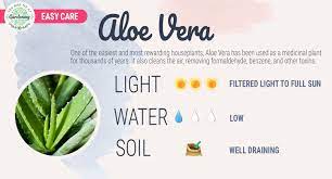 Do aloe veras like full sun, part sun, part shade? Aloe Vera Plant Care Tips And Tricks You Had Me At Gardening