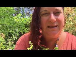 Skullcap (Scutellaria) Medicine