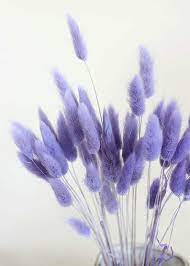 Dried Rabbit Grass Bunny Tails Grass Pampas Lagurus Etsy In 2021 Purple Flowers Wallpaper Lavender Decor Purple Wallpaper