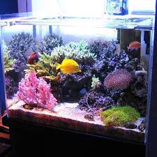 Berikut adalah alat yg dibutuhkan untuk membuat aquarium air laut 1. Aquarium Air Laut Berikut Ini Faktanya Yuk Kita Simak