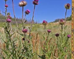 Image result for Carduus