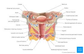 Vagina, cervix, uterus, fallopian tubes, ovaries. Female Reproductive Organs Anatomy And Functions Kenhub