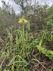 Image result for Swertia welwitschii