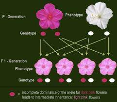 In Red Whiteflowered Cross Of Mirabilis Jalapa F2 Generation Class 12 Biology Cbse
