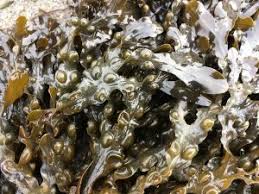 بحث عن الطحالب المرسال