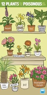 This cat safe plant grows big, but slowly, so you can have one indoors for a while before it becomes too large. 12 Plants That Are Poisonous For Dogs And Cats Petmd