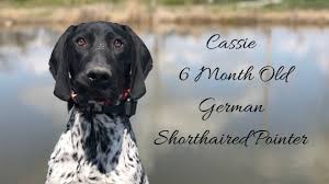 We did not find results for: Cassie 6 Month Old German Shorthaired Pointer Distraction Training Off Leash K9 Training Youtube
