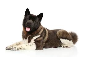 How Much Is An Akita Dog Puppy Adult With Calculator Petbudget