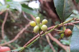 Image result for Gomphia