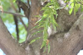 Image result for Kirkia