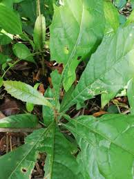 Image result for Monosis