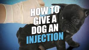 Doses are typically given weekly for many weeks, followed by every two weeks for many weeks, then monthly. How To Give A Dog An Injection At Home The Easy Way Youtube