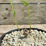 Image result for Ipomoea welwitschii