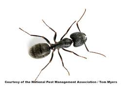 Black And White Biting Insect Uk Carpenter Ants Carpenter Ant Types Of Ants Black Carpenter Ants
