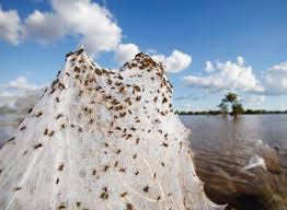 Spiders Spiders Everywhere Spiders In Australia Natural Phenomena Wagga Wagga