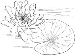 Desenho De Nymphaea Mexicana Ou Vitoria Regia Amarela Para Colorir Desenhos Para Colorir E Imprimir Gratis