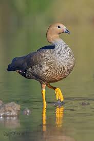 Identification Water Birds Of Colorado Canquen Colorado Avutarda Chloephaga Rubidiceps Ruddy Headed Goose Beautiful Birds Animals Birds