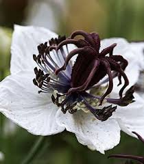 Pin On Flowers