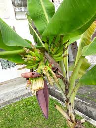 Pisang raja, manis dan aromanya harum. Healthy Nurul Beauty The Look Of 5 Sisir Sikat Pisang Lemak Manis Planted Outside Lab
