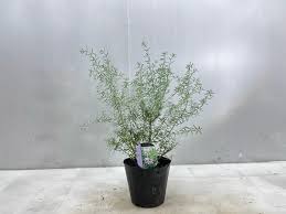 Image result for Cibirhiza