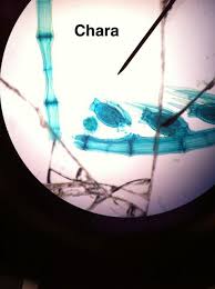 Pin On Microbiology Slides