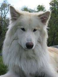 beautiful american indian dog native american indian dog native american dog
