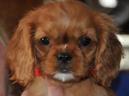 Pin By Local Dog Pro On Puppies Short Haired Dog Breeds Short Haired Dogs Small Dog House