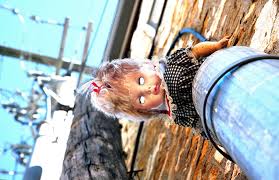 COVID-19/LFK-20 Lawrence Kansas During the Lockdown (History Edition)