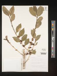 Image result for Polysphaeria dischistocalyx