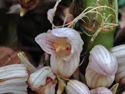 Image result for Malaxis schliebenii