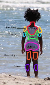 The muscles contract which pulls the tendons on the bones and causes movement. Muscle Groups Lesson For Kids Study Com