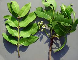 Image result for Ekebergia