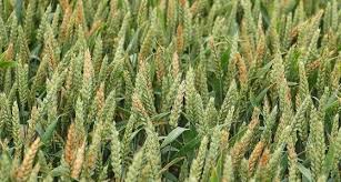 Le blé constitue la principale source de on distingue différentes espèces. Maladies Sur Cereales Attendre La Derniere Feuille Pour Traiter Semences De France