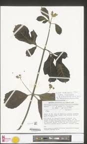 Image result for Vitex madiensis