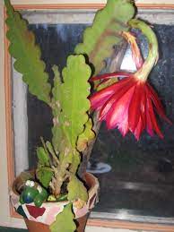This means that it can store water in its stems, roots, and leaves. Had This Cactus For 10 Years Just Now Bloomed What Is It
