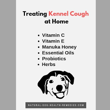 How To Treat Kennel Cough At Home Dog Coughing Dog Cough Remedies Cough