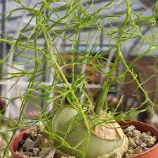 Image result for Bowiea volubilis