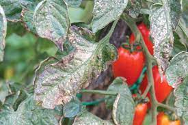 On the soil, in unbroken rings, around your tomato plants. Safely Treat Organic Vegetable Garden For Mildew Tomato Blight