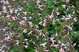 More likely to be the older pink s. Salvia Coccinea Coral Nymph Alan Buckingham