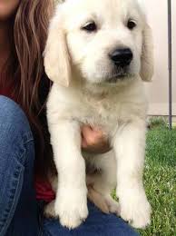 We did not find results for: Golden Retriever Puppies For Sale Gonzales La 247261