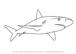 Learn How To Draw A Caribbean Reef Shark Sharks Step By Step Drawing Tutorials Great White Shark Drawing Shark Drawing Shark Drawing Easy